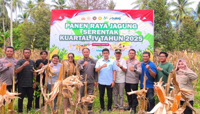 Desa Tolai Jadi Pusat Panen Raya Jagung