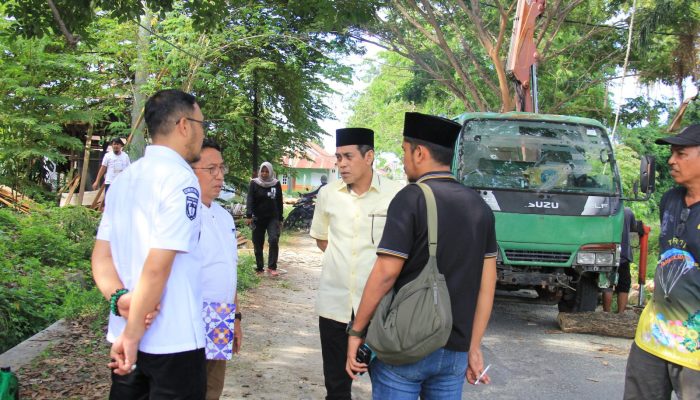 Pemerintah Daerah Siapkan Langkah Antisipasi Cegah Pohon Tumbang
