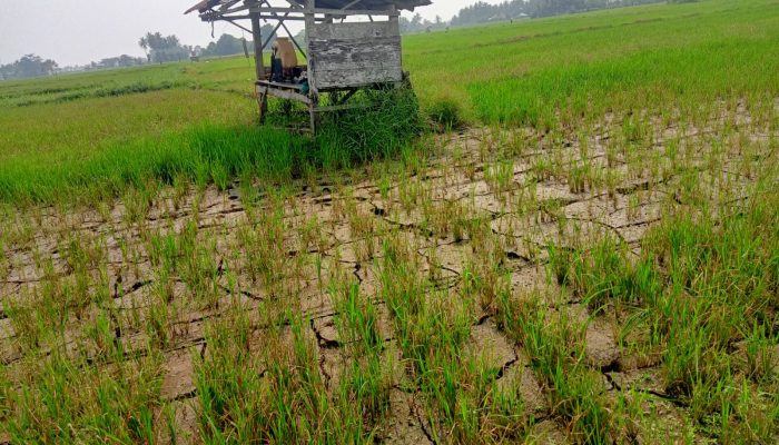 42 Hektare Sawah di Jantung Kota Parigi Terancam Gagal Panen