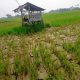 42 Hektare Sawah di Jantung Kota Parigi Terancam Gagal Panen